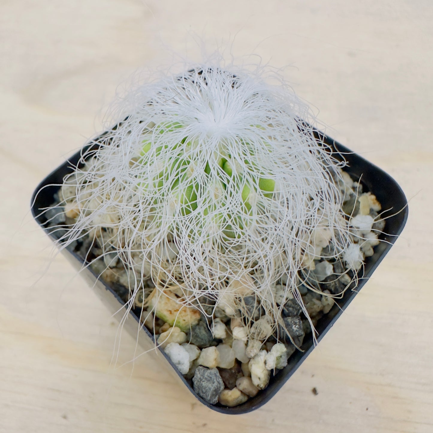 cephalocereus senilis - Old Man Cactus