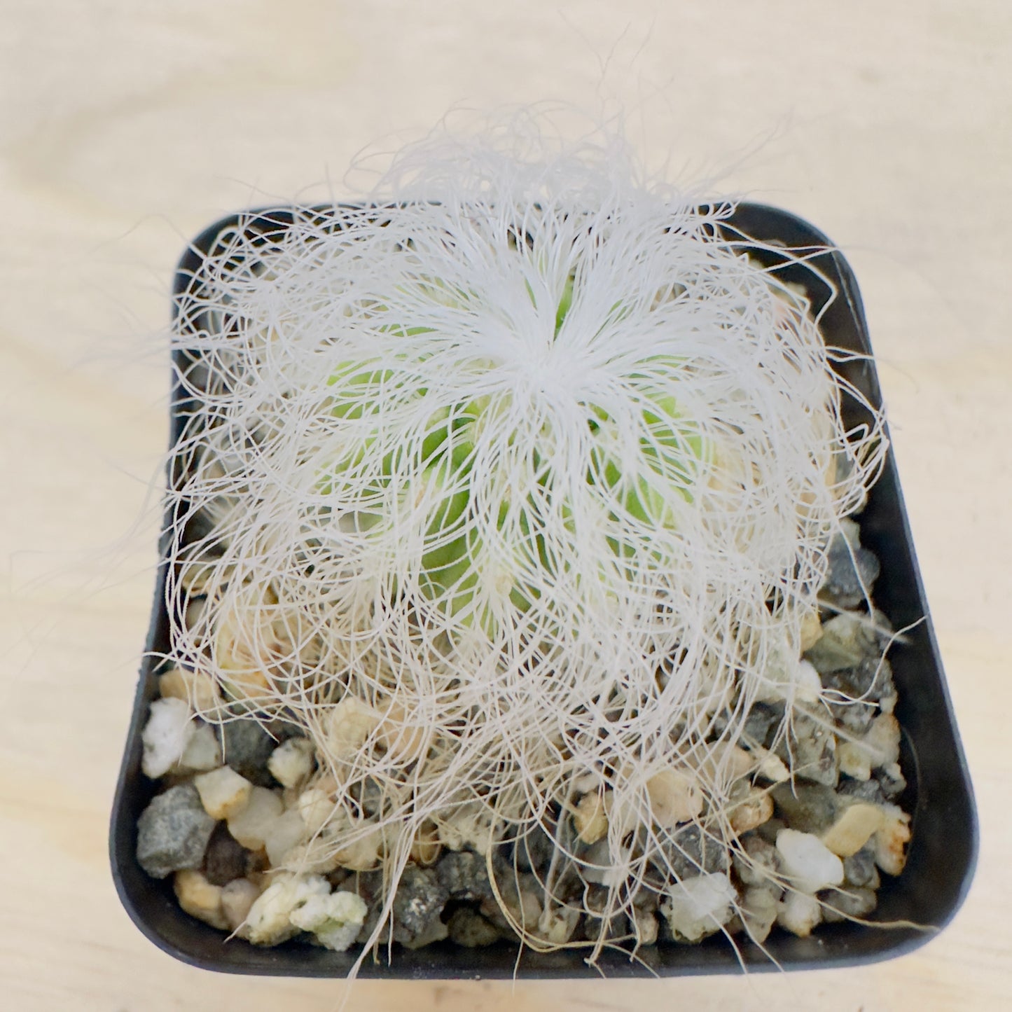 cephalocereus senilis - Old Man Cactus