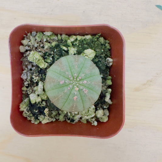 Euphorbia Obesa – Baseball Plant