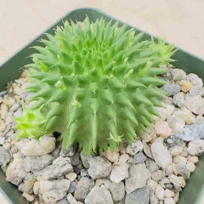 Euphorbia suzannae