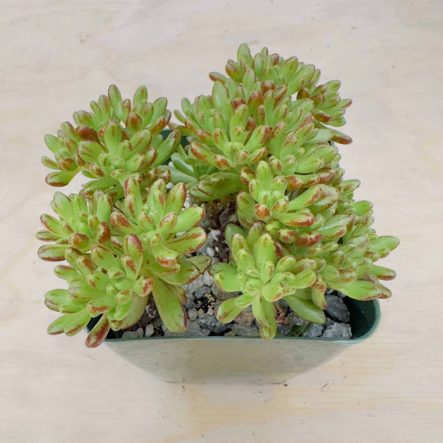 aeonium sedifolium - Dwarf Aeonium
