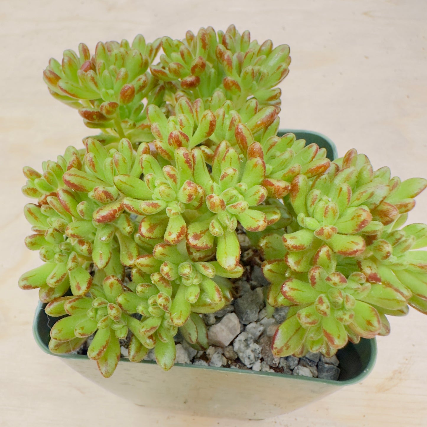 aeonium sedifolium - Dwarf Aeonium