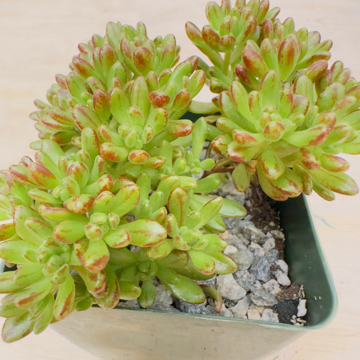 aeonium sedifolium - Dwarf Aeonium