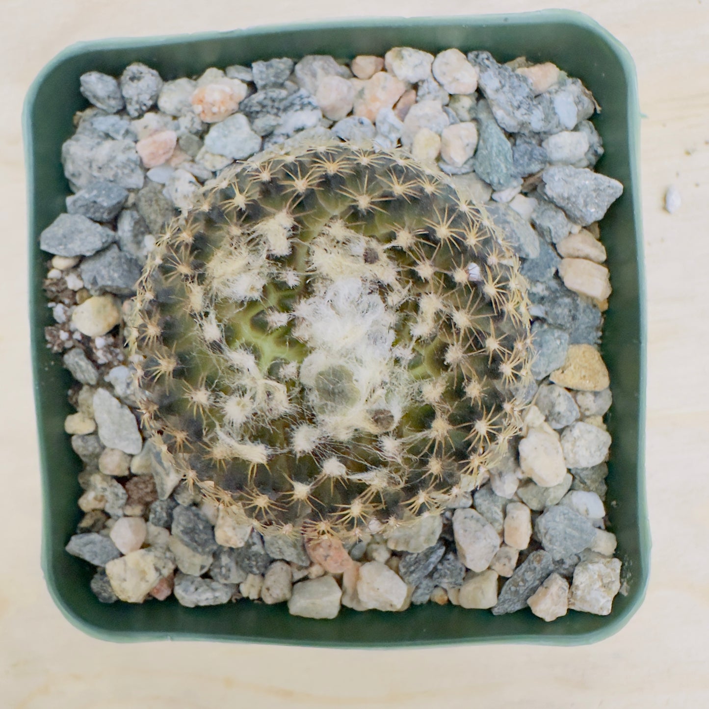 Copiapoa tenuissima - Miniature Copiapoa