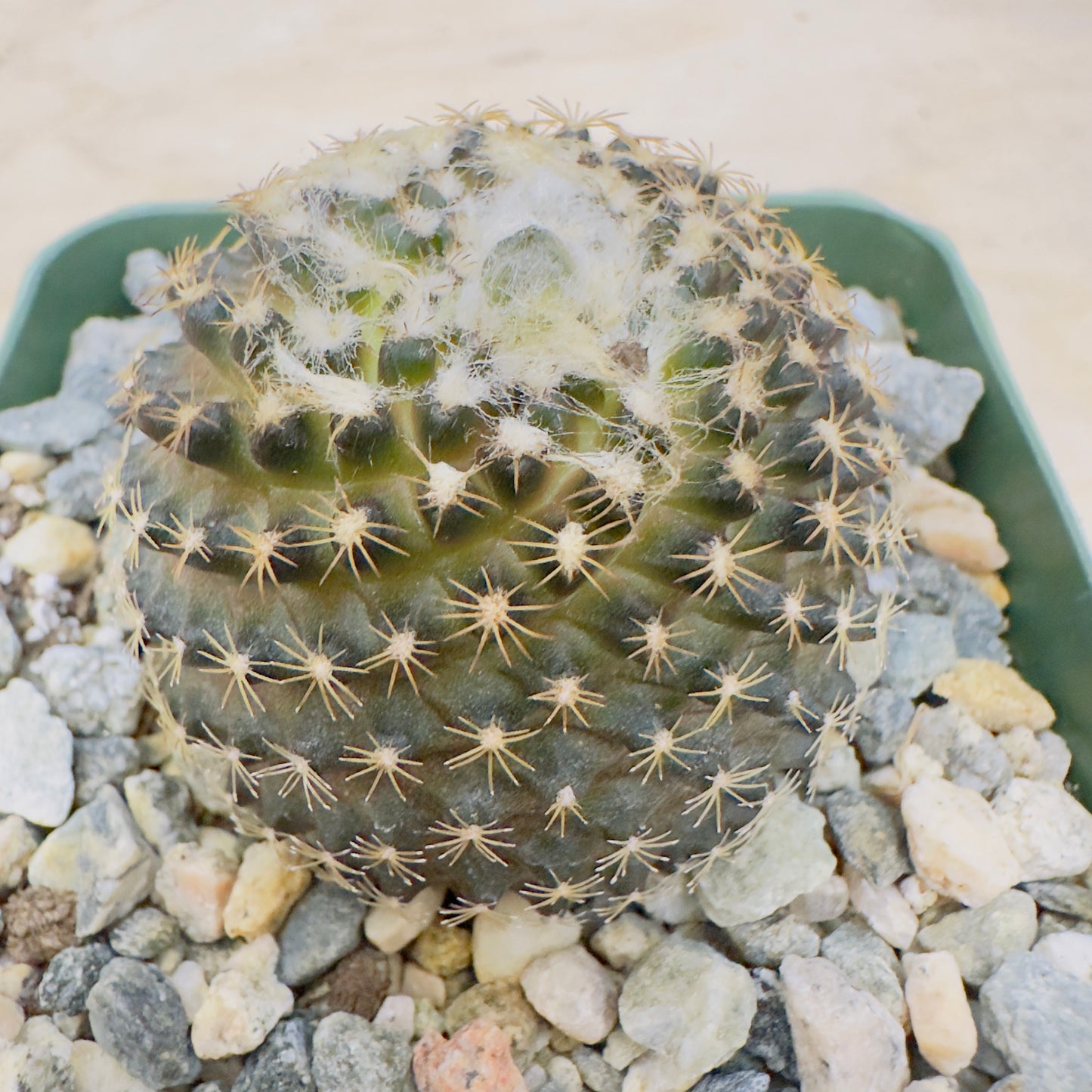 Copiapoa tenuissima - Miniature Copiapoa