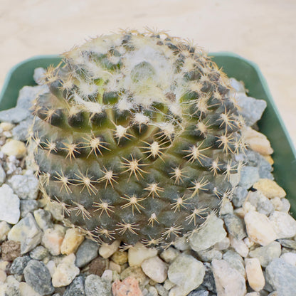 Copiapoa tenuissima - Miniature Copiapoa