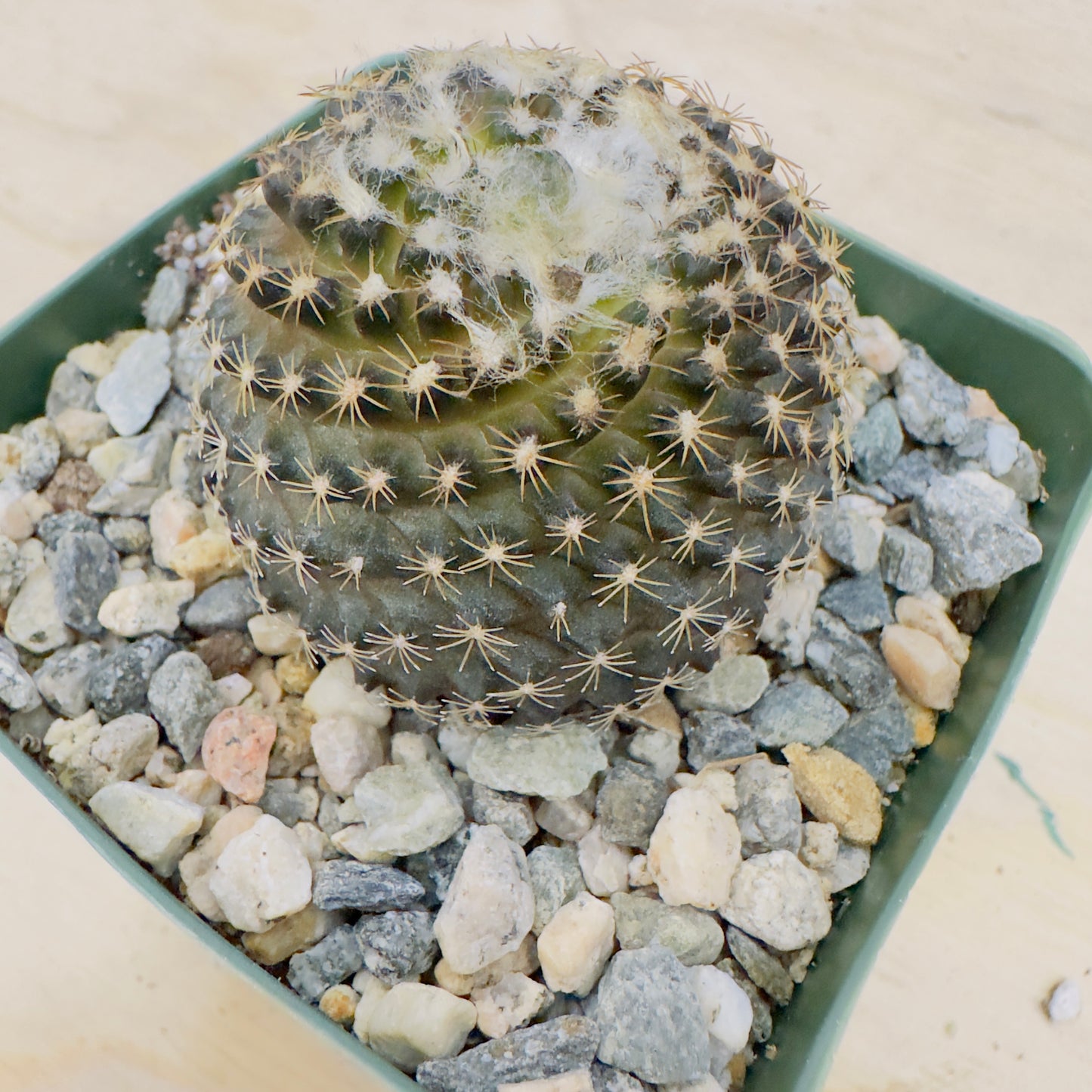 Copiapoa tenuissima - Miniature Copiapoa