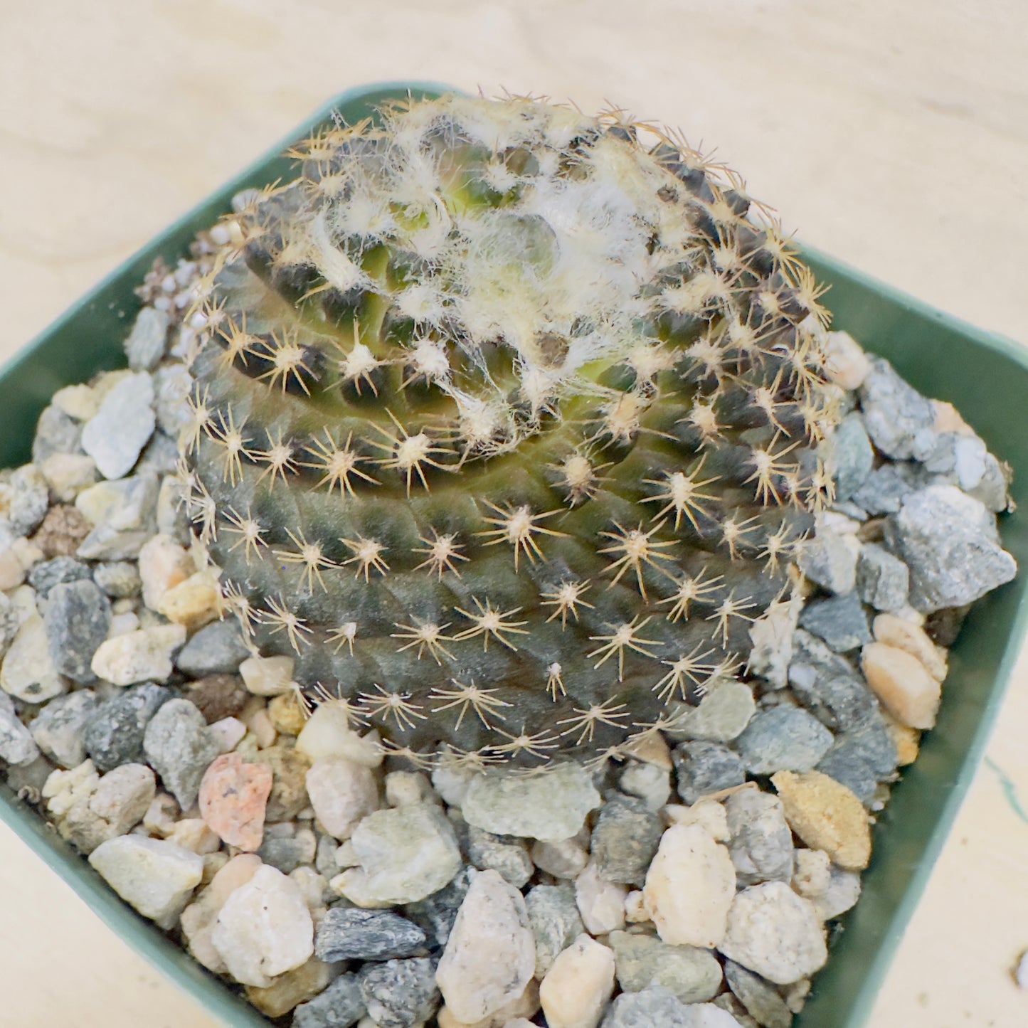 Copiapoa tenuissima - Miniature Copiapoa