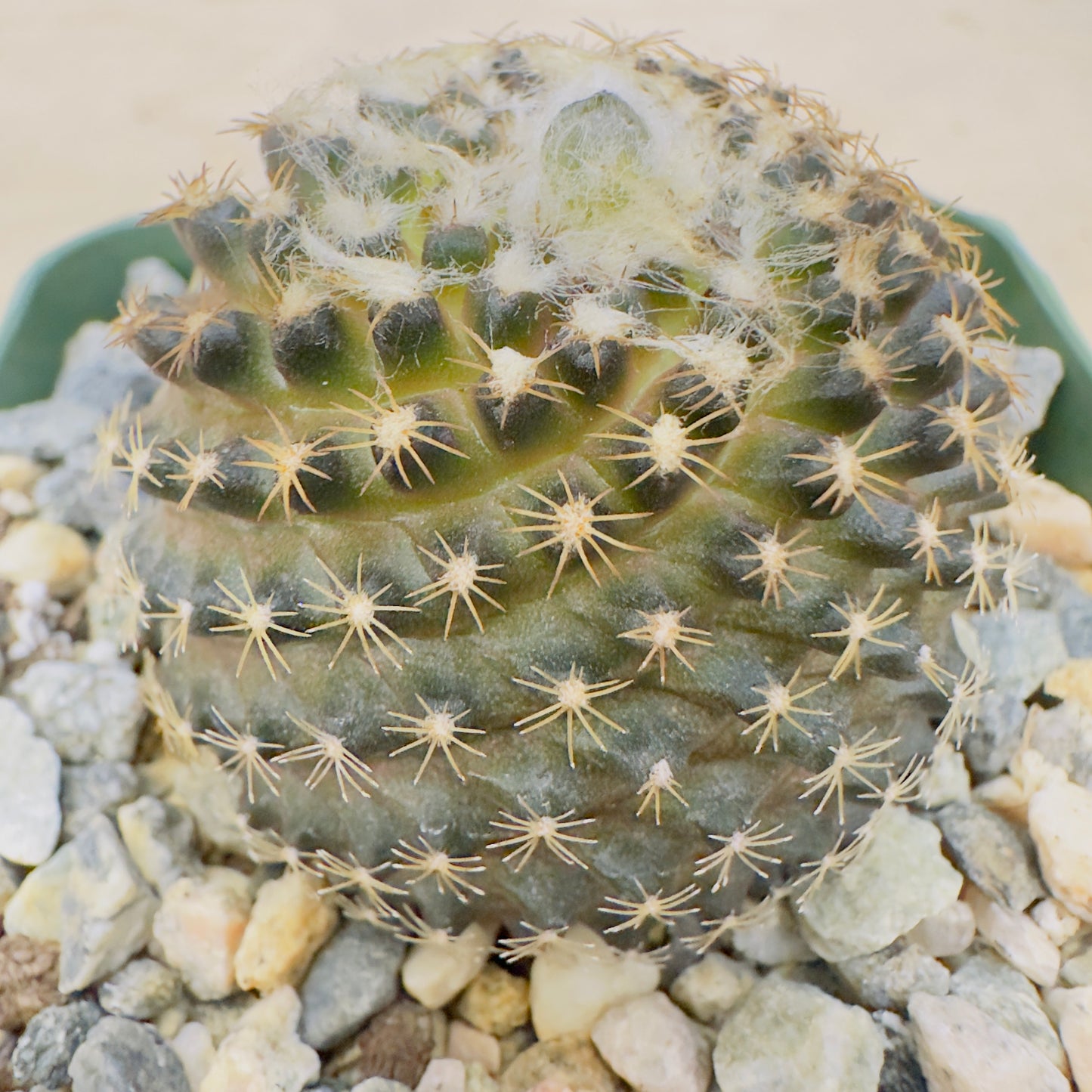 Copiapoa tenuissima - Miniature Copiapoa