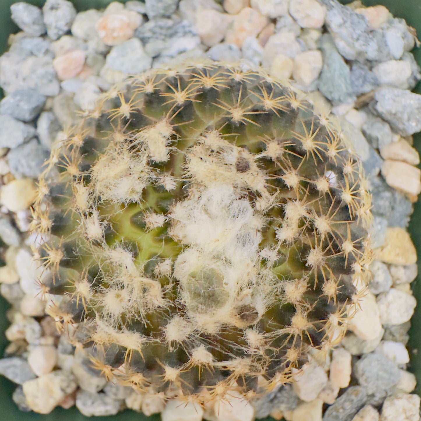 Copiapoa tenuissima - Miniature Copiapoa