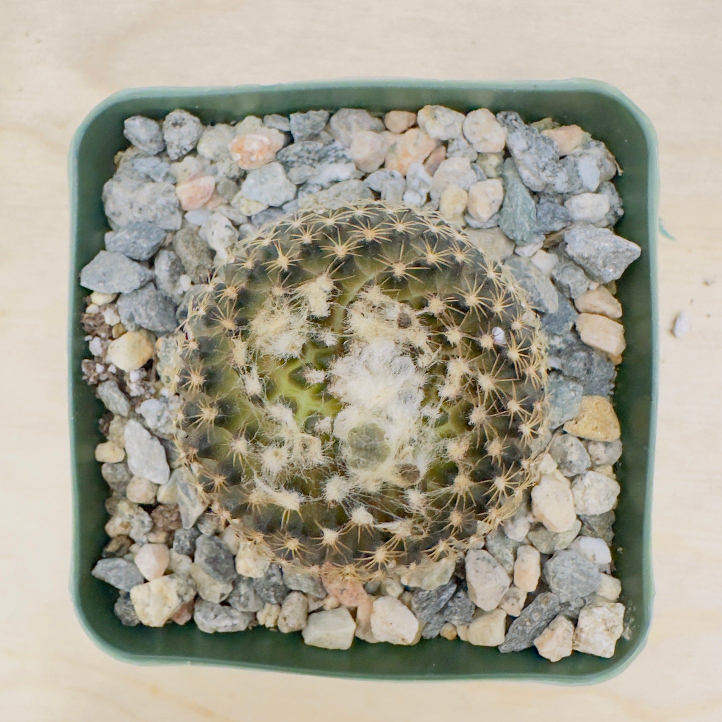 Copiapoa tenuissima - Miniature Copiapoa