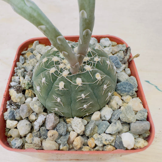 Gymnocalycium Spegazzinii