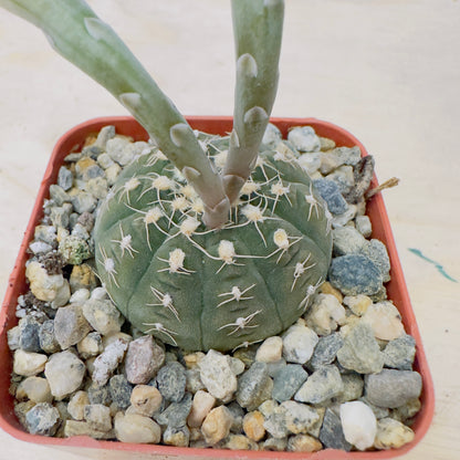 Gymnocalycium Spegazzinii