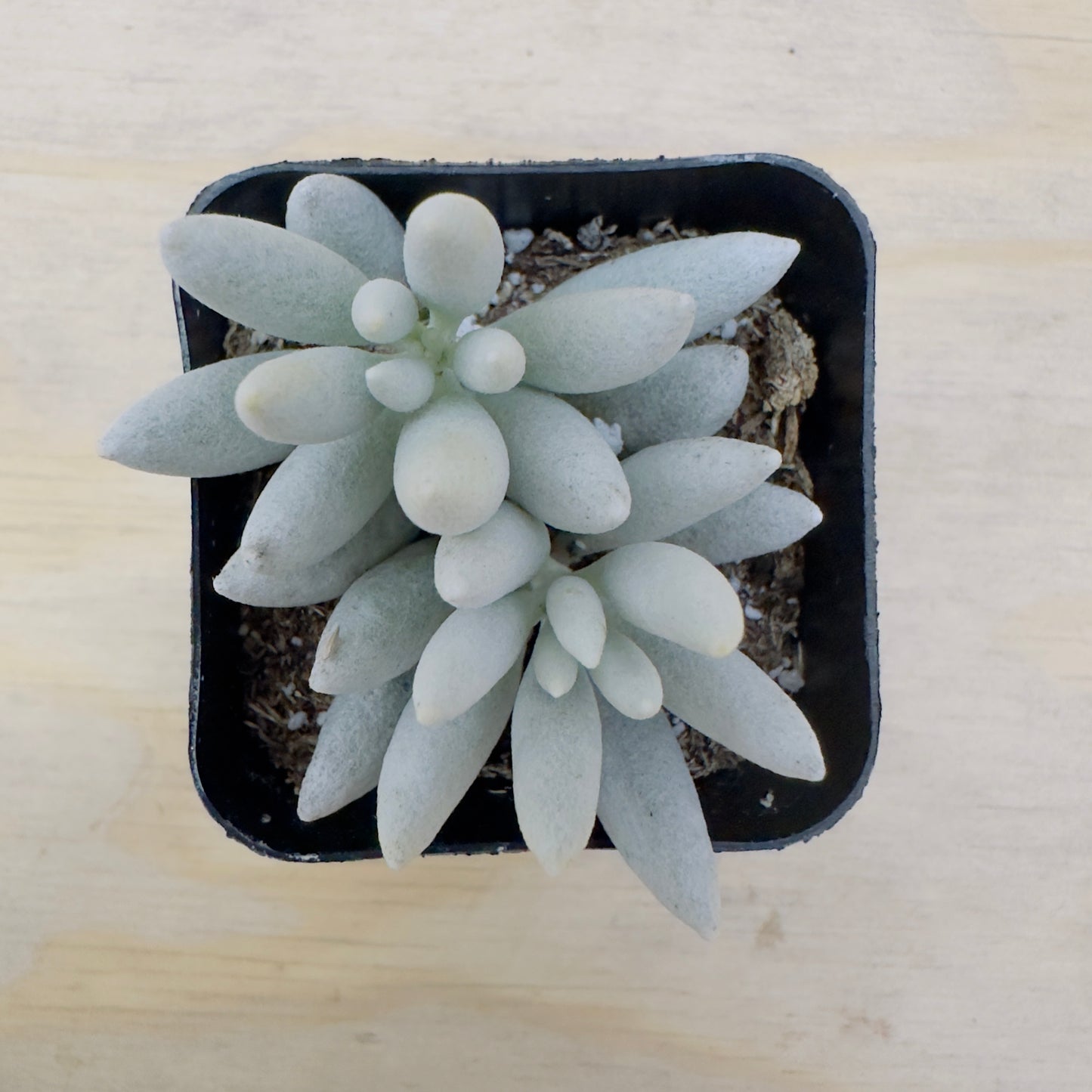 Senecio haworthii - Woolly Senecio