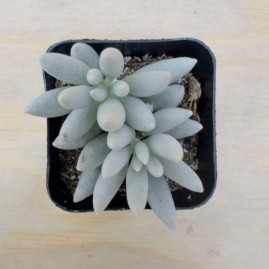 Senecio haworthii - Woolly Senecio