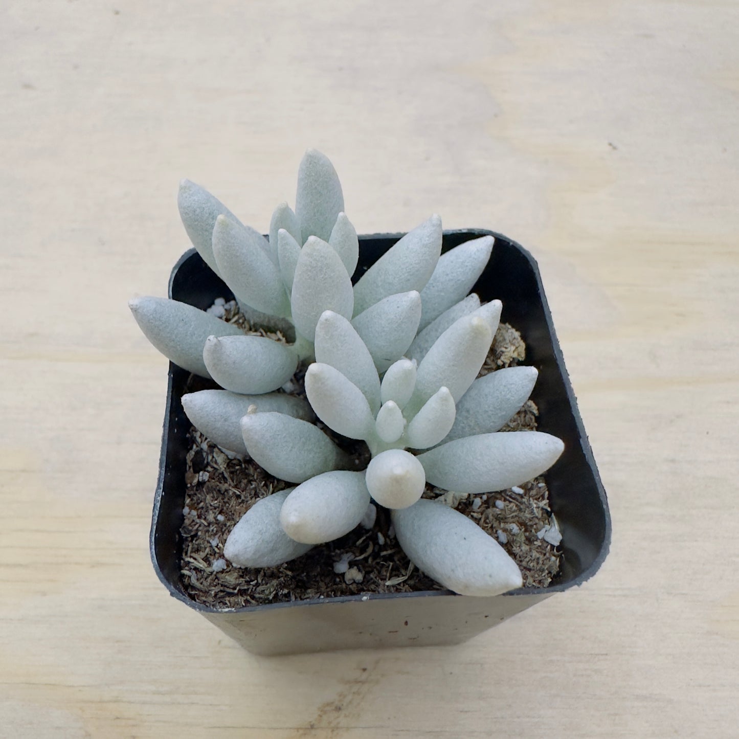 Senecio haworthii - Woolly Senecio