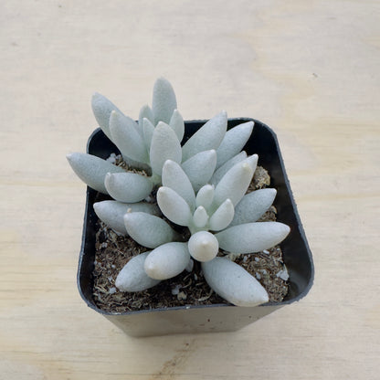 Senecio haworthii - Woolly Senecio