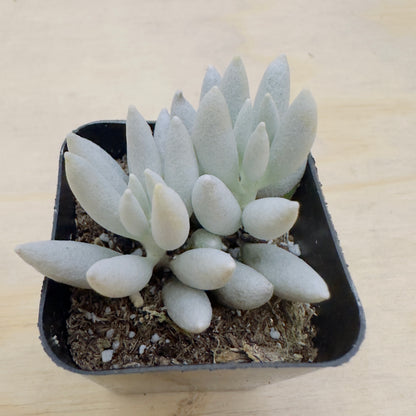Senecio haworthii - Woolly Senecio