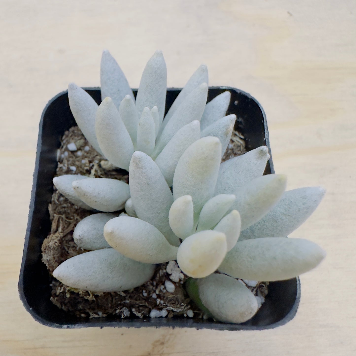 Senecio haworthii - Woolly Senecio