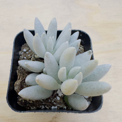 Senecio haworthii - Woolly Senecio