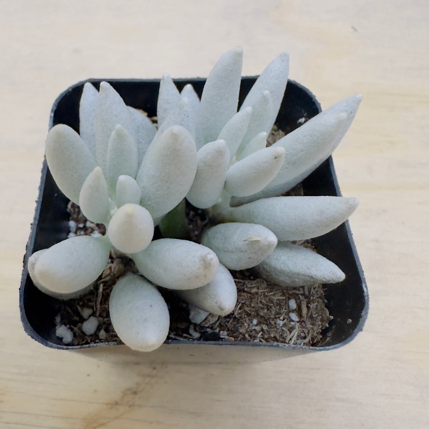 Senecio haworthii - Woolly Senecio