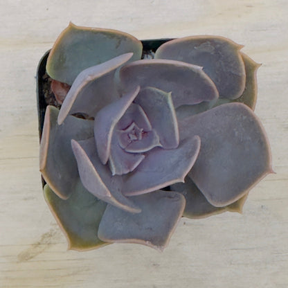 Echeveria - Red Sky