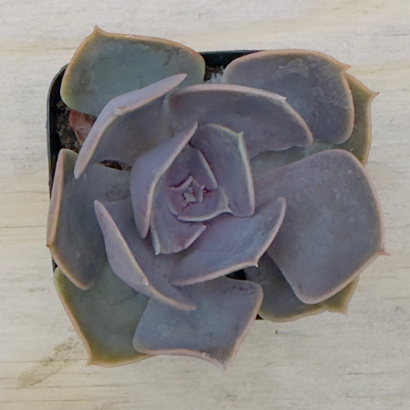Echeveria - Red Sky