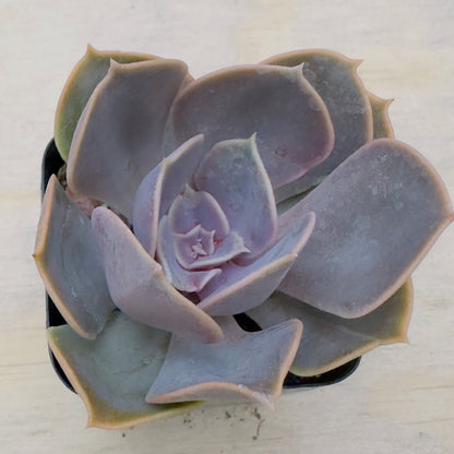 Echeveria - Red Sky