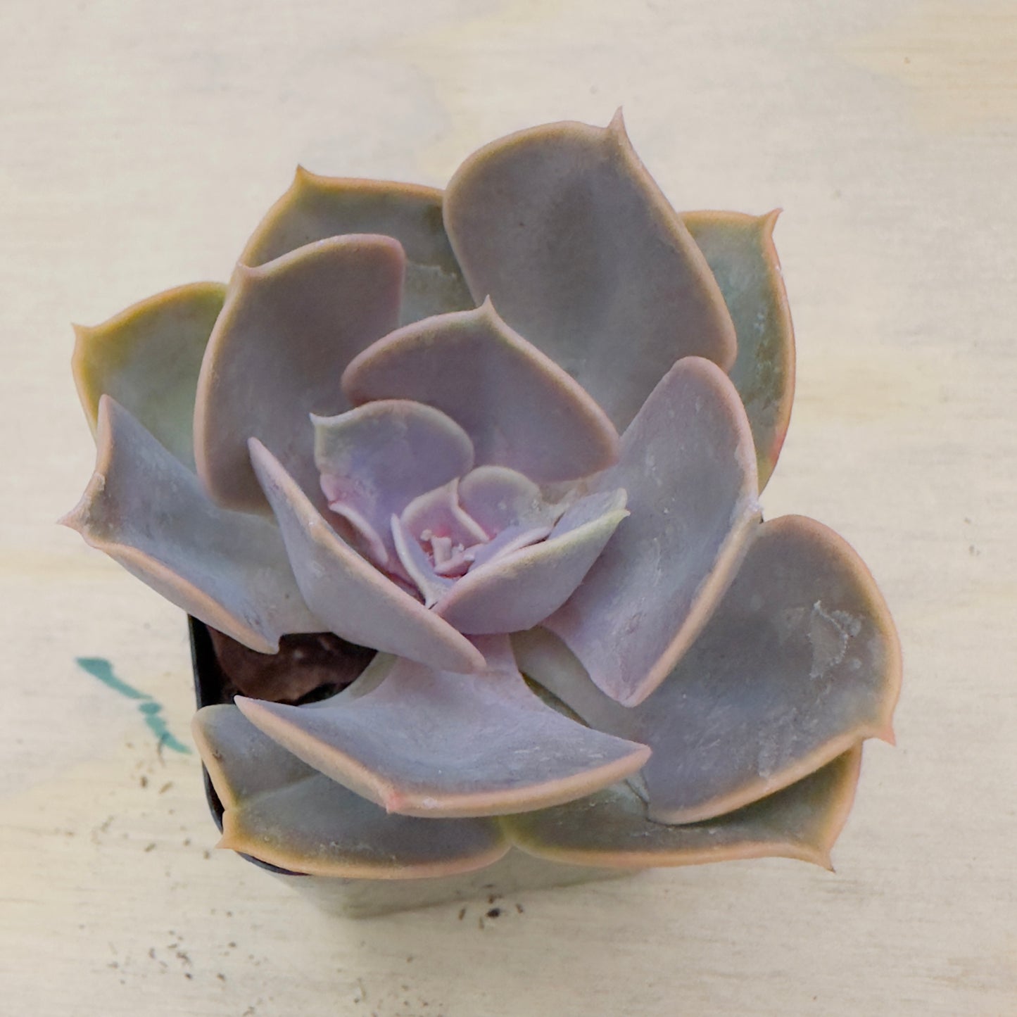 Echeveria - Red Sky