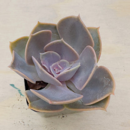 Echeveria - Red Sky
