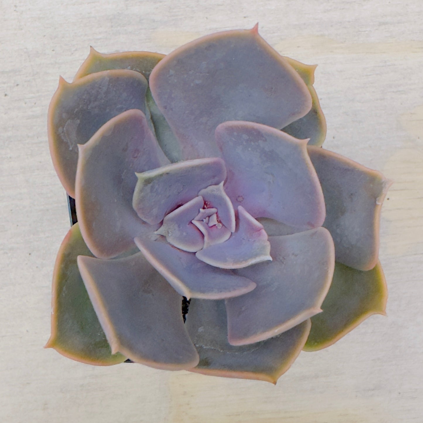 Echeveria - Red Sky