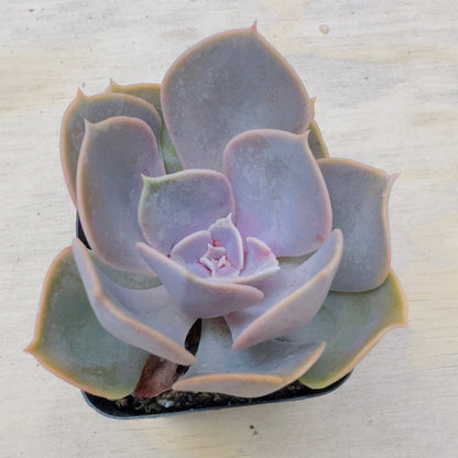 Echeveria - Red Sky