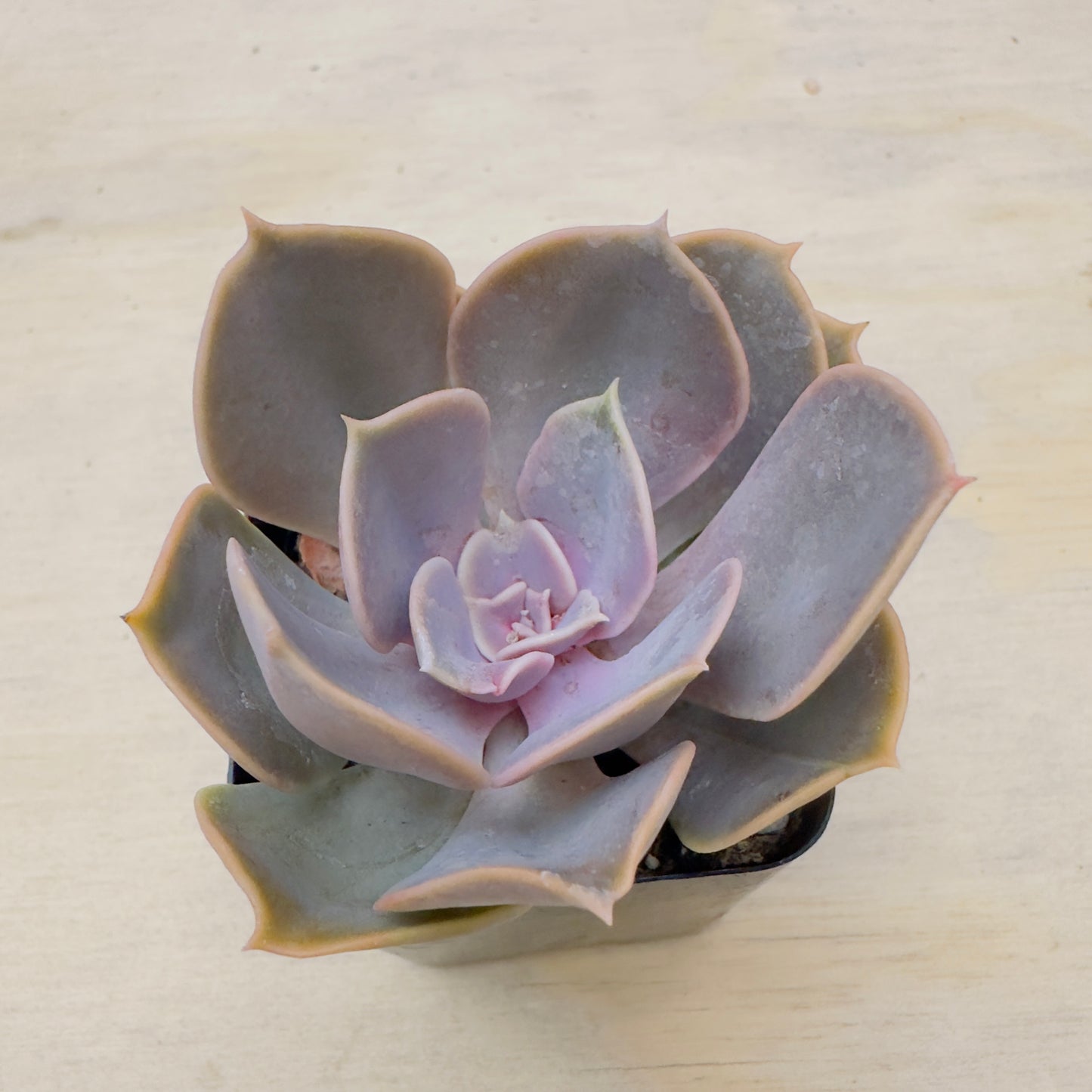 Echeveria - Red Sky