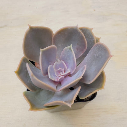 Echeveria - Red Sky