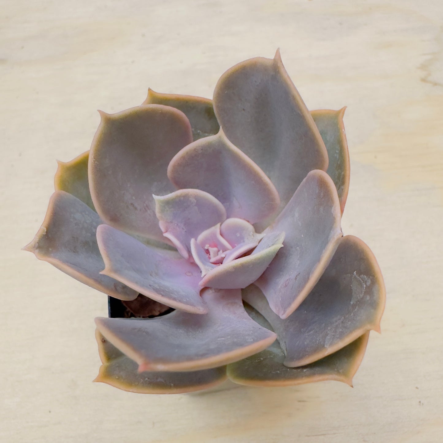 Echeveria - Red Sky