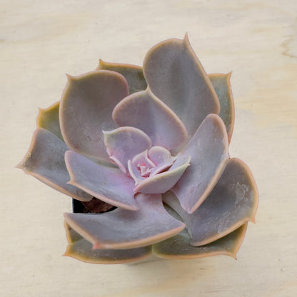 Echeveria - Red Sky