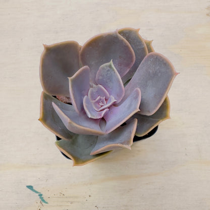 Echeveria - Red Sky
