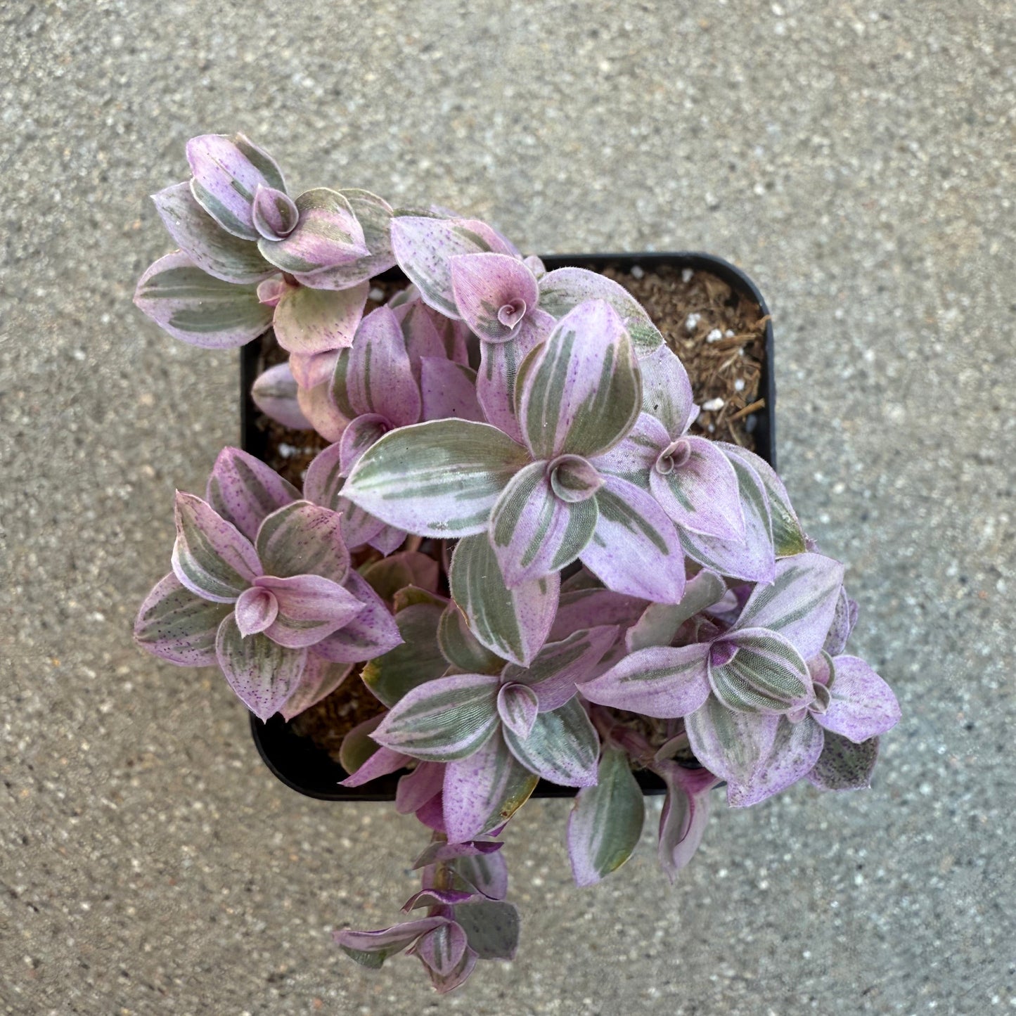 Callisia repens – Pink Lady / Turtle Vine