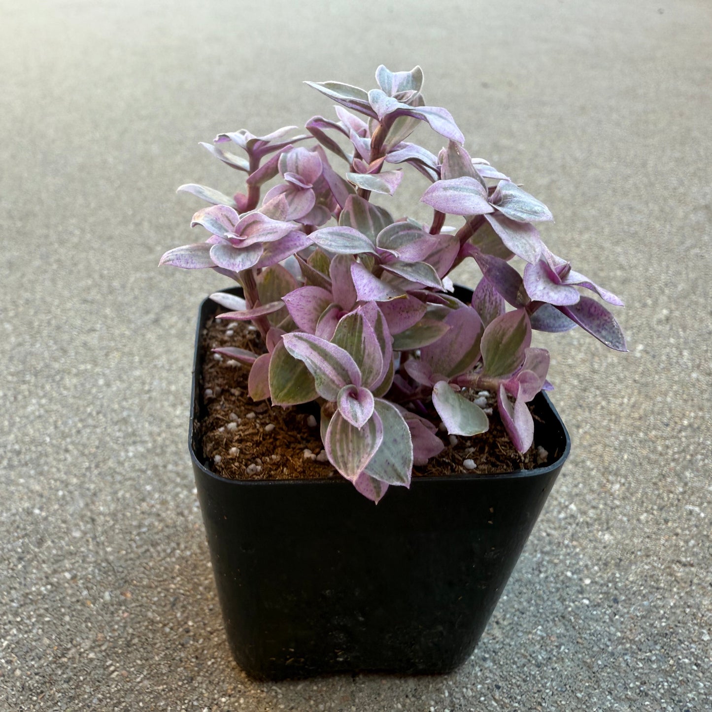 Callisia repens – Pink Lady / Turtle Vine