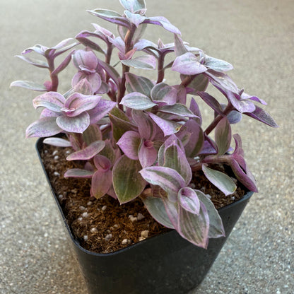 Callisia repens – Pink Lady / Turtle Vine