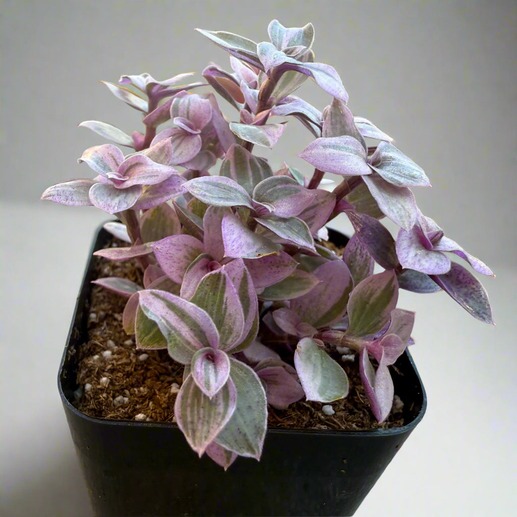 Callisia repens – Pink Lady / Turtle Vine