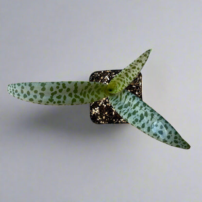 Ledebouria socialis - Silver Squill