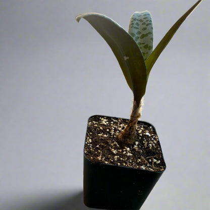 Ledebouria socialis - Silver Squill