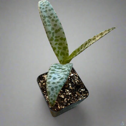 Ledebouria socialis - Silver Squill