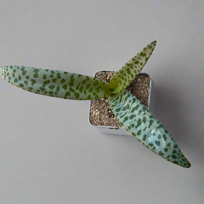 Ledebouria socialis - Silver Squill