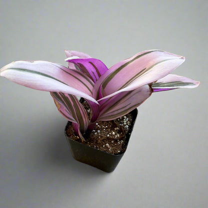 Tradescantia cerinthoides - Pink Furry