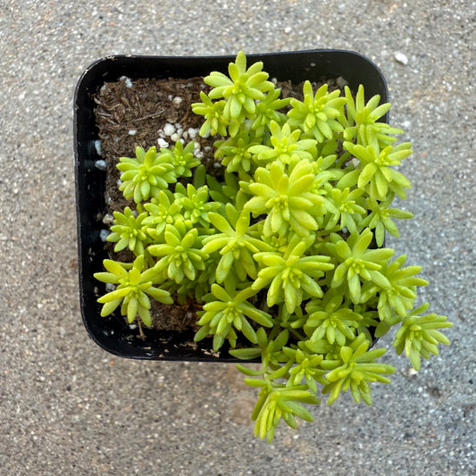 Sedum japonicum - Tokyo Sun