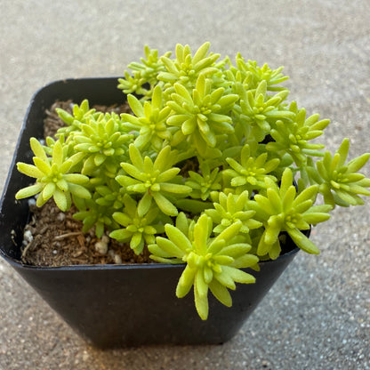 Sedum japonicum - Tokyo Sun