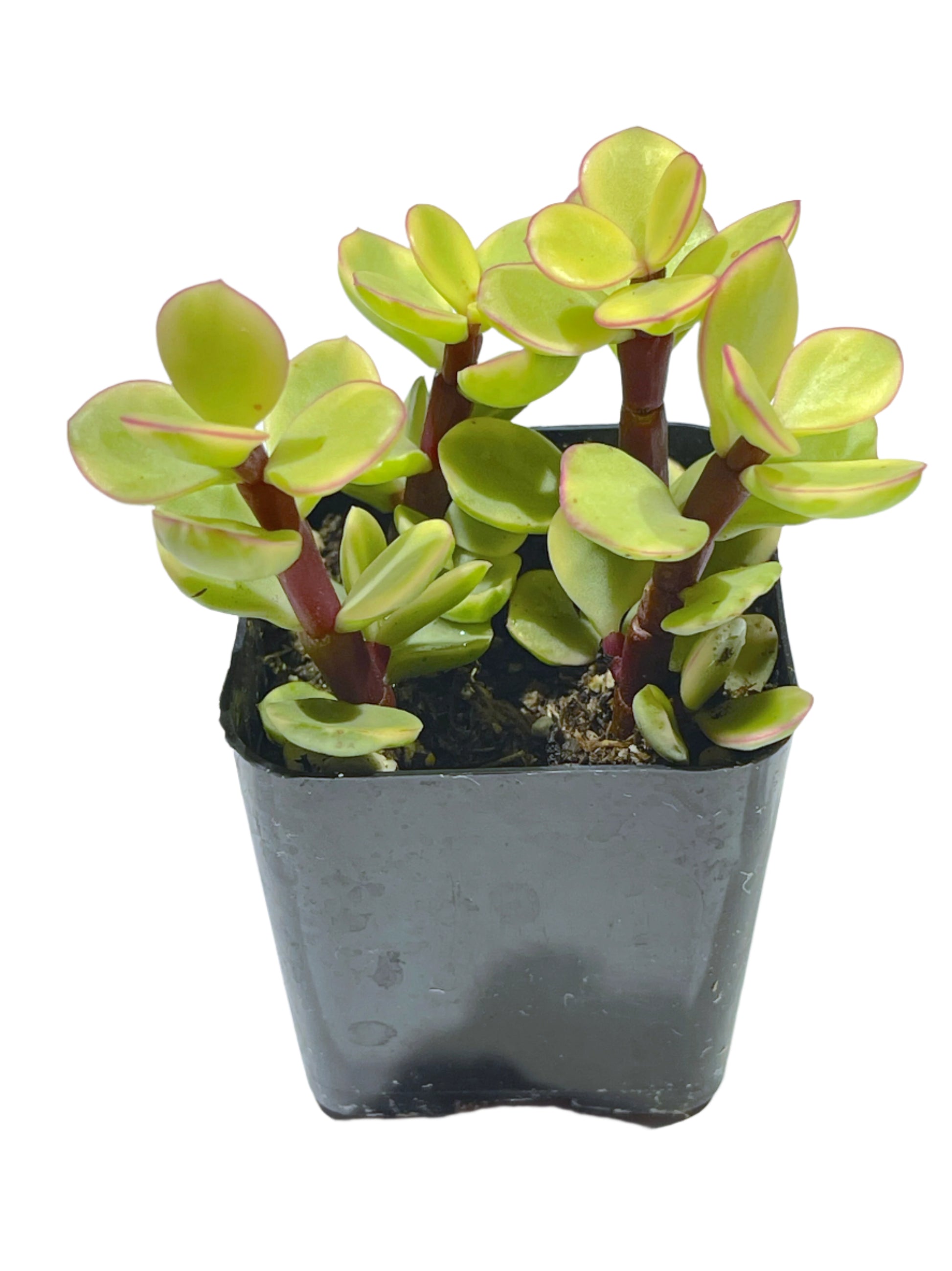 portulacaria afra f. variegata - rainbow bush Rainbow Bush