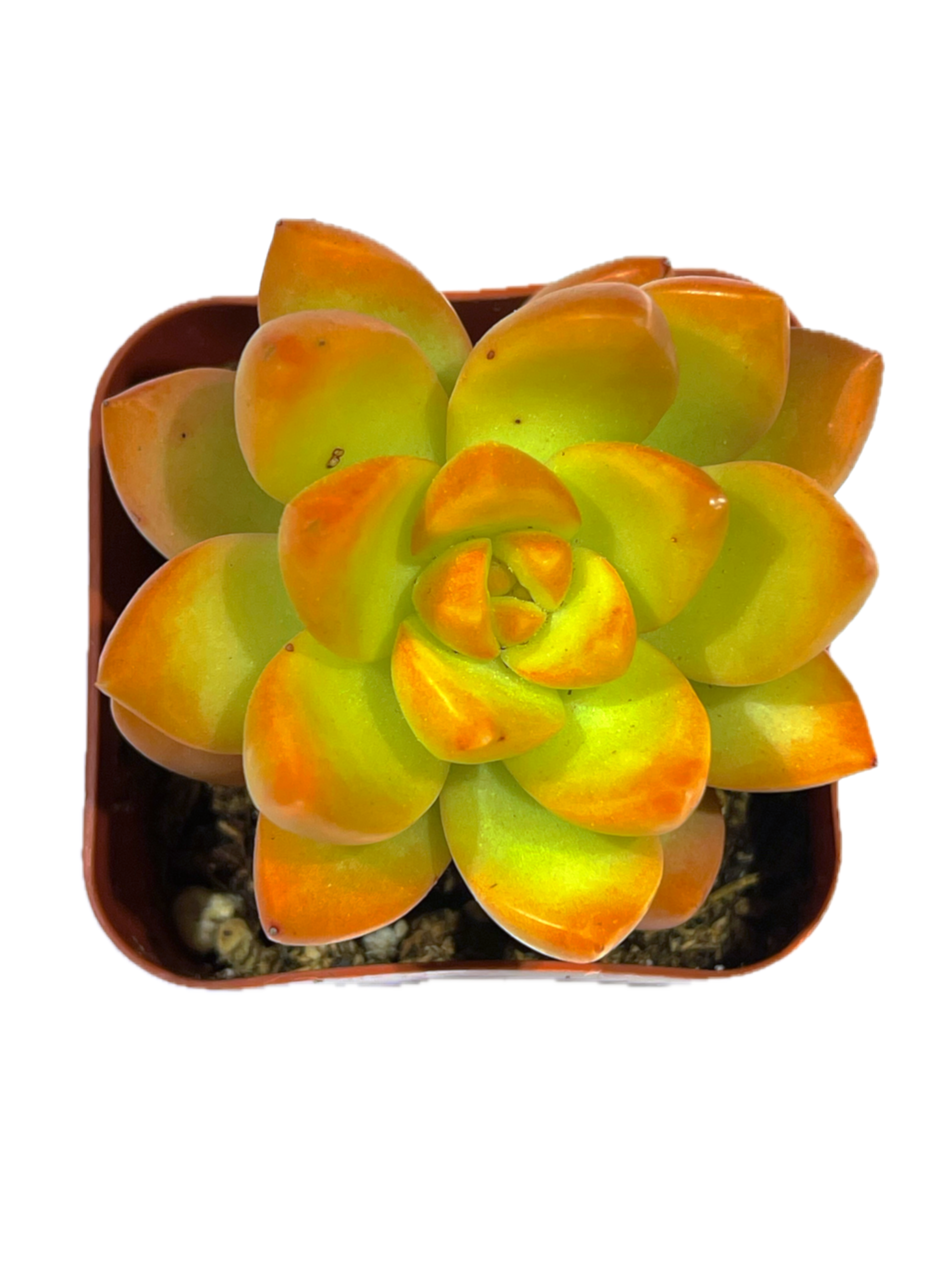 golden succulent plant Sedum 'Golden Glow' / Sedum adolphi 'Golden Glow'